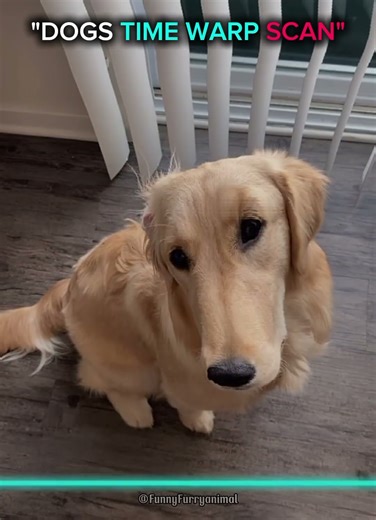 dogs time warp scan and Cats☠️