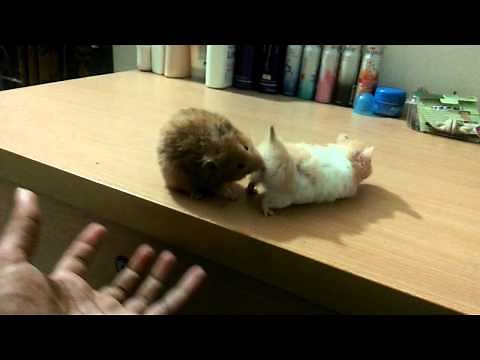 Funny hamster mating..!!