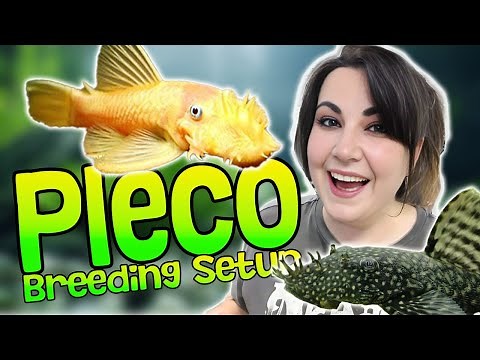 Breeding Bristlenose Plecos? Build THIS Tank!