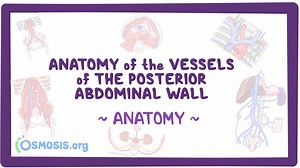 Anatomía de los vasos de la pared abdominal posterior | Osmosis