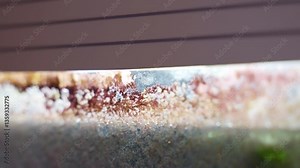 Ugly algae covered glass aquarium surface, green and brown spots on glass with stinky smell, underwater microorganisms wastes production causing messy surroundings in water, dirty home aquarium with