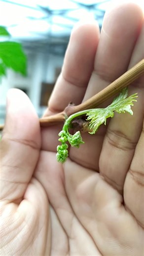 Flower of grapes 🍇 bloom in early spring #gardening #spring #plant #diy #grapes | Grafting Examples