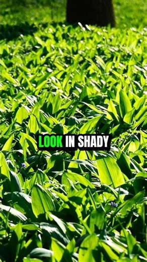 How to find wild garlic #foraging #wildfood #wildgarlic