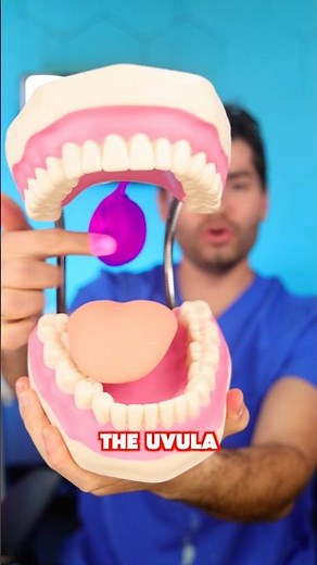 Dentist Explains Uvula !? Learning Hack
