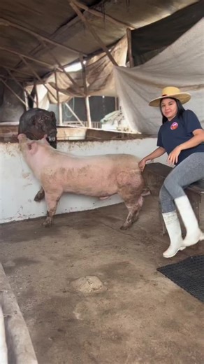 🐖✨ Trabajando con este hermoso Pietrain Alemán ❤️👩🏻‍🌾#Pietrain #Pig #Cerdo #Farm #Granja