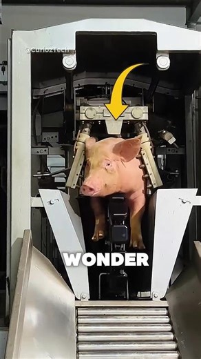 Why They Zap Meat with 300 Volts (Humane Tech)⚡️