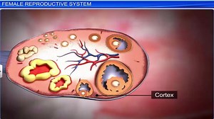 12_3_bio_2. Female reproductive system