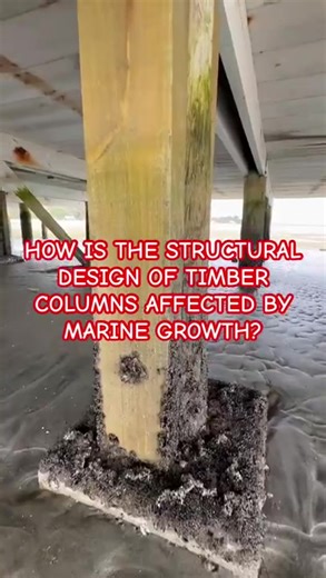 How is the structural design of timber columns affected by marine growth? #istrukturatv