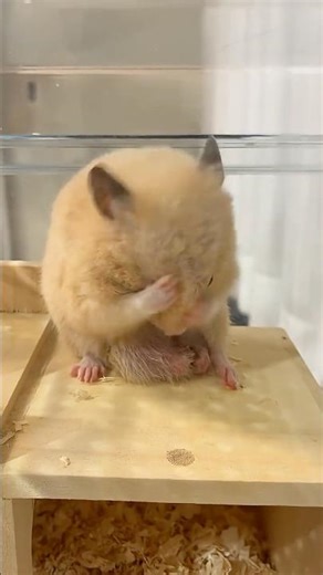 ハムスターがクシクシしているだけの動画🐹