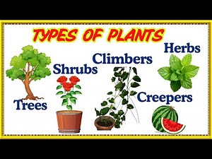 Types of Plants - Trees,Herbs, Shrubs, Trees, Climbers & Creepers -Happy Learning# plants #kidsvideo