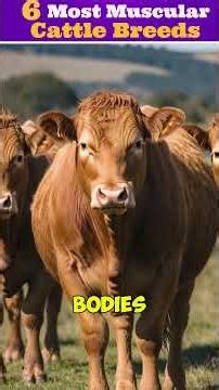 6 Most Muscular Bulls in the World 🐂💪 #MuscularBulls #StrongAnimals #AnimalFacts