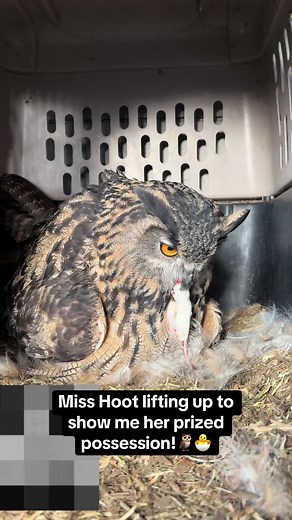 Eurasian Eagle-Owl's Adorable Behavior Revealed