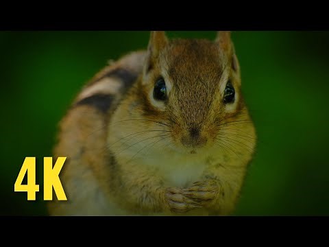 2 Hours of Squirrels in Nature | 4K Relaxing Ambient Video with Natural Sounds