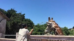 10K views · 187 reactions | What kind of fish is this? | Report Card | Facebook