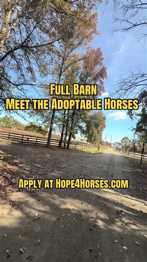 Meet the adoptable horses!! Apply at Hope4horses.com #horses #rescue #horserescue #equine #equestrian
