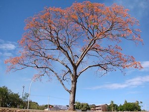 Erythrina mulungu - Alchetron, The Free Social Encyclopedia