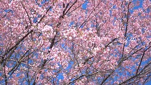 Wind Blowing Cherry Blossom Tree Stock Footage Video (100% Royalty-free) 34903225 | Shutterstock