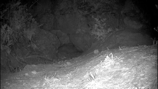 הרבה שואלים אותי "מה עם הגיריות? האם הן יחזרו אי פעם למאורה?" אז מאז השתלטות הדורבנים על המאורה שלהן ב-7/1 היו מספר נסיונות חדירה של הגיריות חזרה למאורה. חלקן הצליחו וחלקן נהדפו על ידי מערכת ההגנה הדורבנית. אני לפחות, אמשיך להחזיק להן אצבעות. עוד לא אבדה תקוותנו. עמק המעיינות ינואר 2026 | Ido Goffer