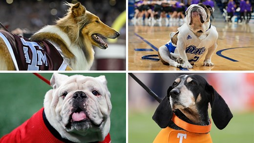 All The Dog Mascots In The NCAA Tournament, Ranked