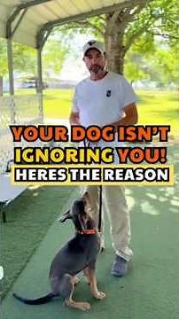 Recall Training for Dogs: How to Train Your Dog to Come When Called!