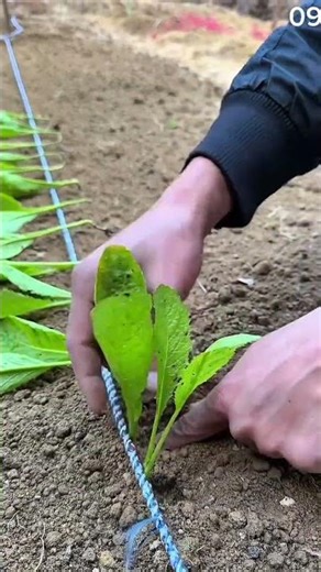 The process of planting seeds with the correct stages