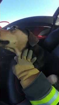 Firefighter Rescues Dog Trapped in Burning Ferrari on Highway #CarsBurns #CarFire #LuxuryCar