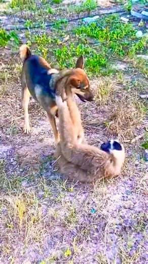 Dog fight with gibbon #animalscinematic #animals #funny #shorts #dog #gibbon