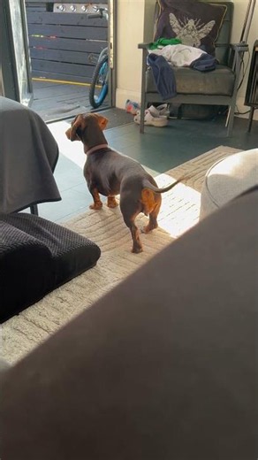 🐶 The Dachshund, also known as the Dackel or Teckel 🐕