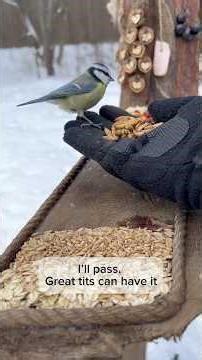 Wild Birds Feeding ASMR | Bird Charcuterie Moment ❄️🐦