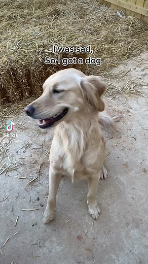 Many dogs #love #pet #dogoftheday #cute #doglovers #pets #dog #dogs #puppy #dogstagram #doglover #goldenretriever #pitbull #manydogs #pit #golden