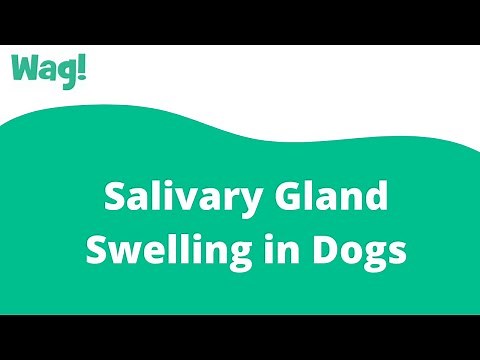 Salivary Gland Swelling in Dogs | Wag!