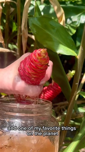 Shampoo Ginger harvesting #gardeningtips #agrifuture #homegarden #garden #gardentips #agriparadise