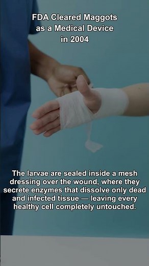 The FDA Approves Live Maggots to Eat Your Wounds