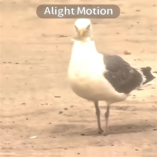 The Annoying Nature of Seagulls Explained