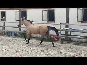 Cheval à vendre - Jument / Pouliche Isabelle - PRE x DSA - equirodi.ch