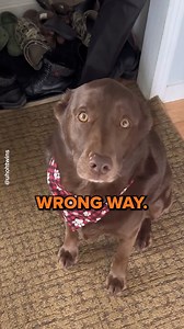 She's so silly! | Go Fetch