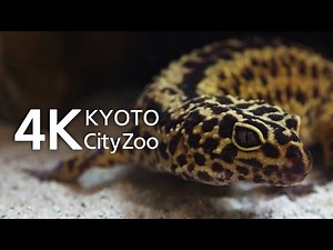 Leopard gecko レオパードゲッコー(ヒョウモントカゲモドキ) 動画 4K FDR-AX100