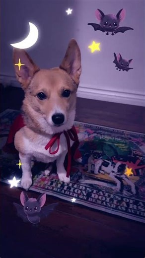 #terriermix #corgi #shibainu