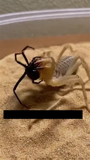 The Camel Spider delivered the final crushing blow, but the Black Widow's desperate neurotoxic strike turned immediate victory into a , slow-motion paralysis. #Neurotoxin #CamelSpider #SpiderTok #SurvivalLoop ⚙️ AI-generated dramatization — No real insects or creatures are involved in these visuals. | Insects Zone