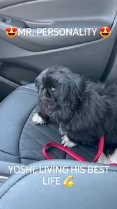 Grandson of Ego, son of Yondu | Color Me Bad Pekingese