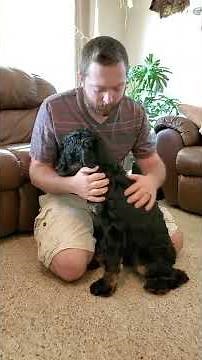 Black F1 Cockapoo | Meet Captain | Hidden Acres Puppies