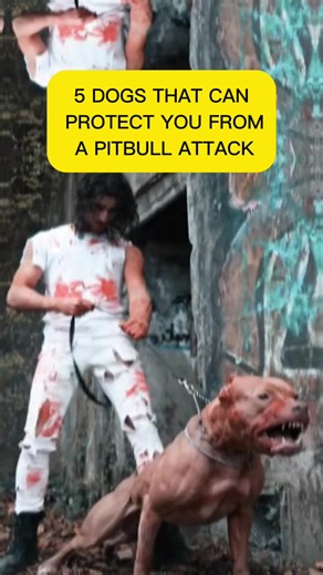 Top 5 Guard Dogs to Protect Against Pitbull Attacks