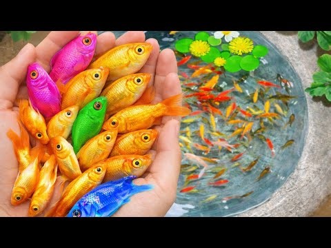 Catching Colorful Crayfish and Discus in Giant Ponds