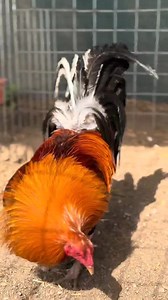 B12 2x a week Fun page | Fun page