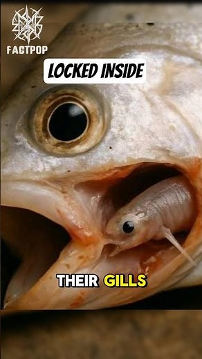 The Candiru: Nature's Most Disturbing Fish