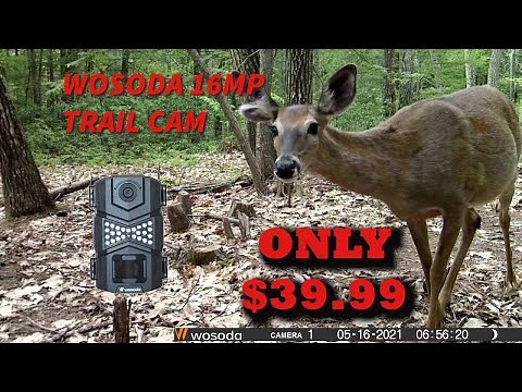 Wosoda Trail Camera Review, a great camera for any budget!