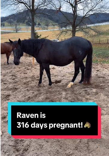 Raven's Journey: 316 Days Pregnant Mare Update