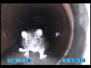 Rats in Sewer