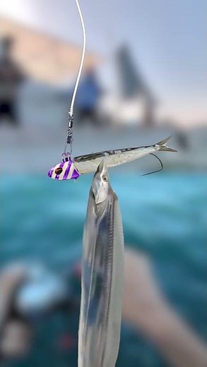 An animated explanation of how to catch hairtail fish using Tenya [Osaka Bay]