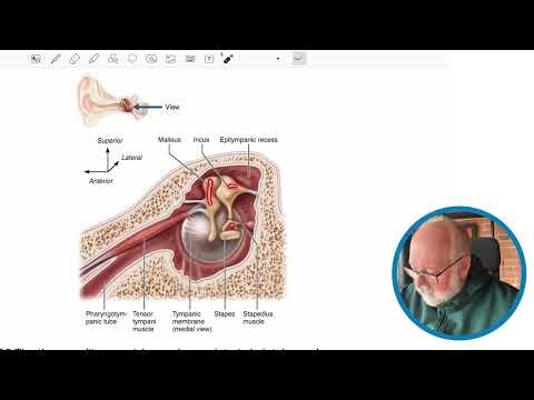 The Ear part 1 Structure!